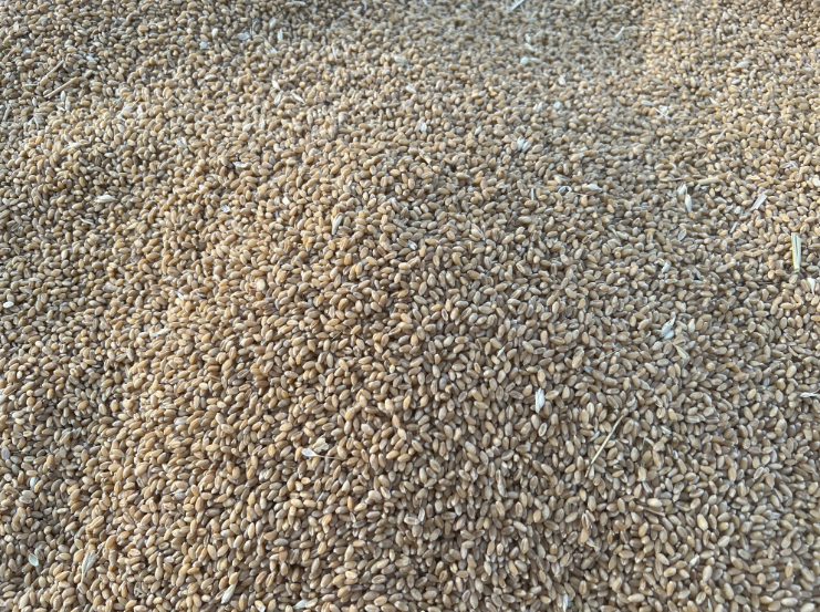 晚播小麦抗湿保苗科学施肥指导意见