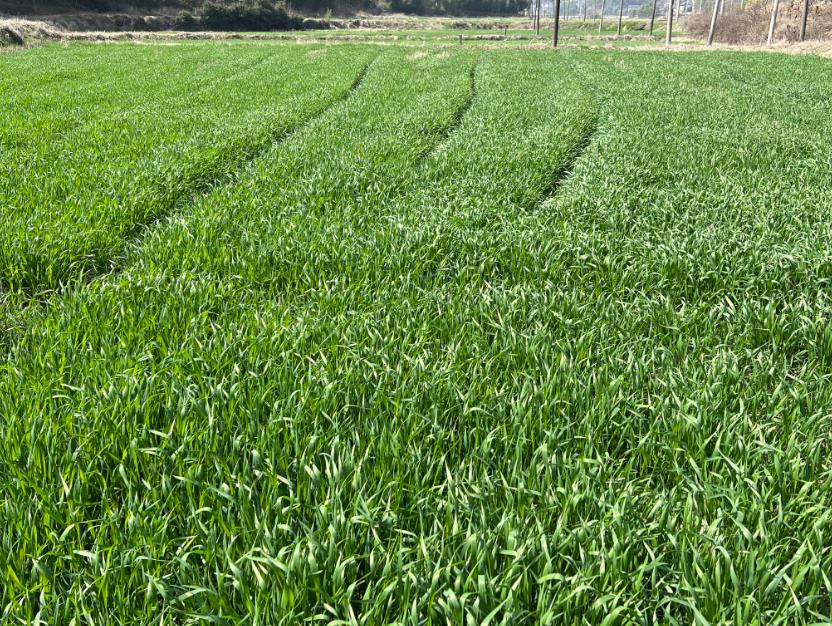 今日春分│春和景明 春耕正當時