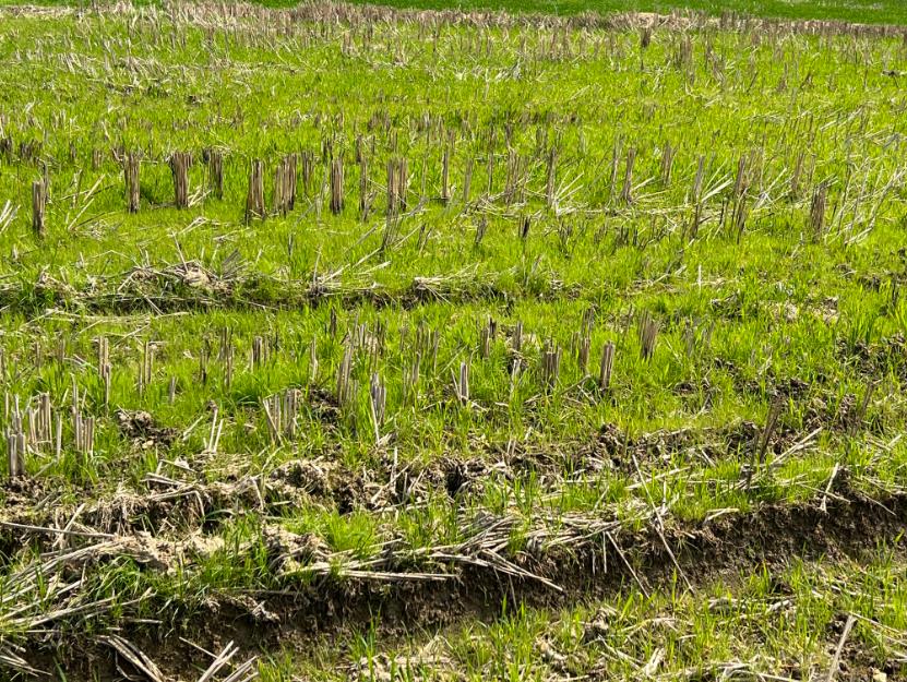 農(nóng)業(yè)農(nóng)村部等七部門部署2026年春耕備耕農(nóng)資打假工作