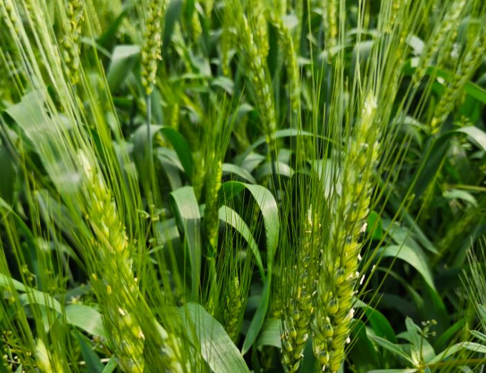 小麥水肥一體化單產提升技術方案