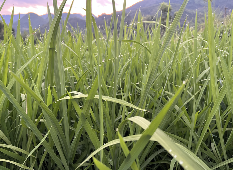 全國農技中心在貴州岑鞏舉辦2025年雜交水稻全程機械化制種技術培訓班