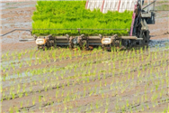 怒江举办2025年水稻全程机械化收获现场观摩暨机收减损大比武活动