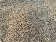 晚播小麥抗?jié)癖Ｃ缈茖W(xué)施肥指導(dǎo)意見