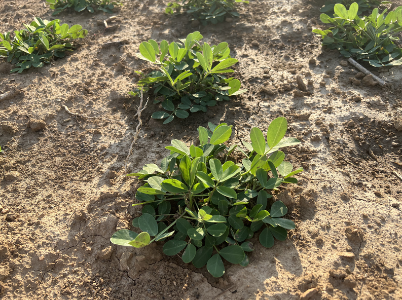 2025年福建农业“五新”（农机新机具）花生生产今晚必开生肖图化示范推广现场会安溪举办