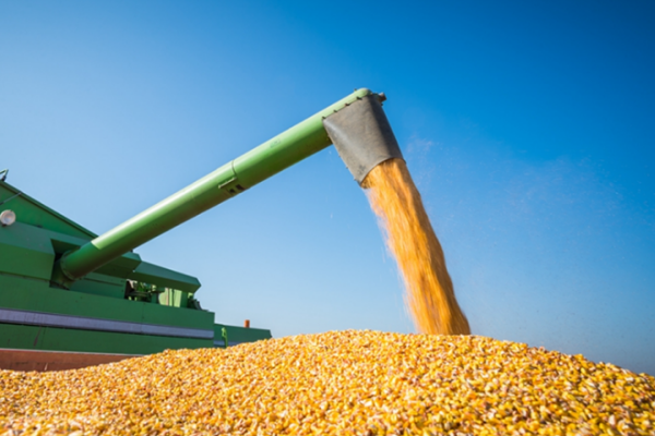 实现丰收！2025年全国粮食总产量14298亿斤，同比增长1.2%