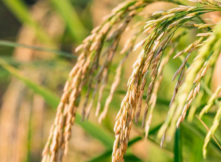 内蒙古自治区农牧厅召开2026年农牧业农村牧区重点项目谋划座谈会